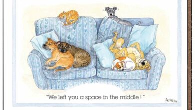 Alison's Animals Dogs Space Coaster