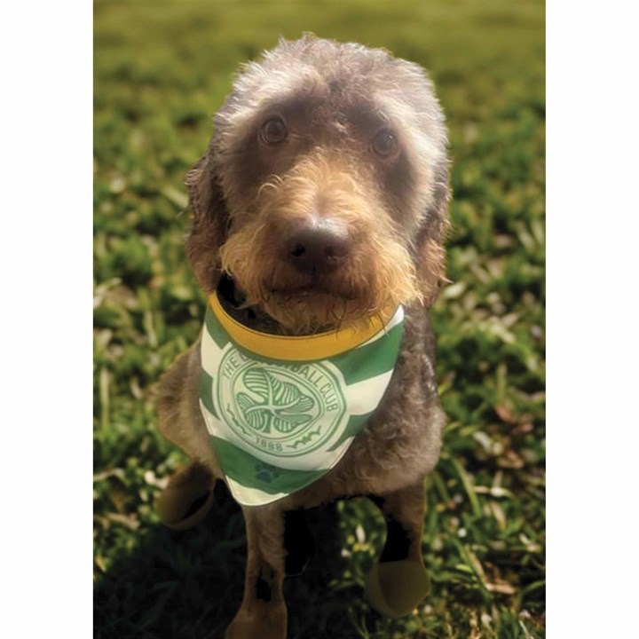 Celtic FC Fleece Dog Bandana