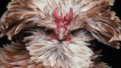 Extraordinary Chickens Calendar 2027