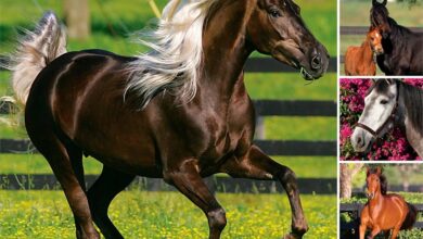 365 Days Of Horses Calendar 2027