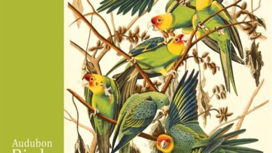 Audubon Birds