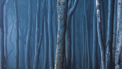Witches Woods Calendar 2027
