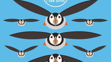 I Like Birds Calendar 2027