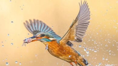 Kingfishers Calendar 2027