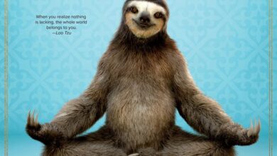 Sloth Yoga Calendar 2027
