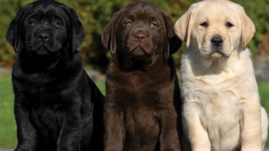 Lab Puppies Calendar 2027