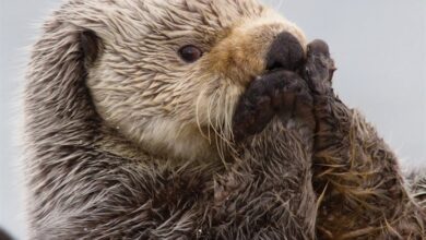 In Otter News Calendar 2027