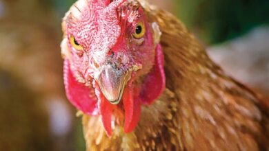 No Clucks Given Calendar 2027
