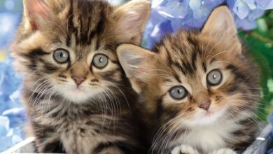 Just Tabby Cats Calendar 2027