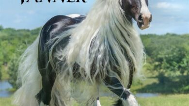 Gypsy Vanner Horse Calendar 2027