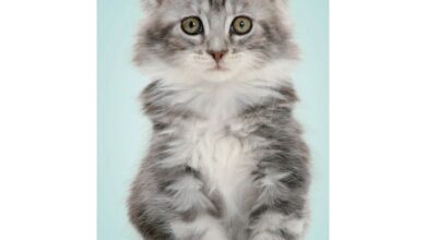 Kittens Slim Diary 2027 - 2028