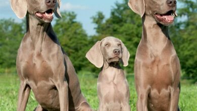 Weimaraners Calendar 2027