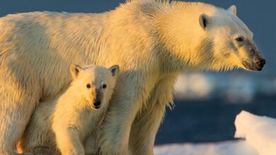 Wildlife Calendar 2027