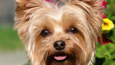 Yorkshire Terriers Calendar 2027