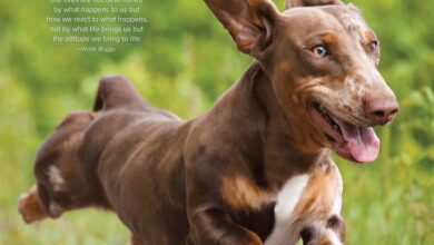 Dachshund Rules Calendar 2027