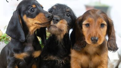 Dachshund Puppies Calendar 2027